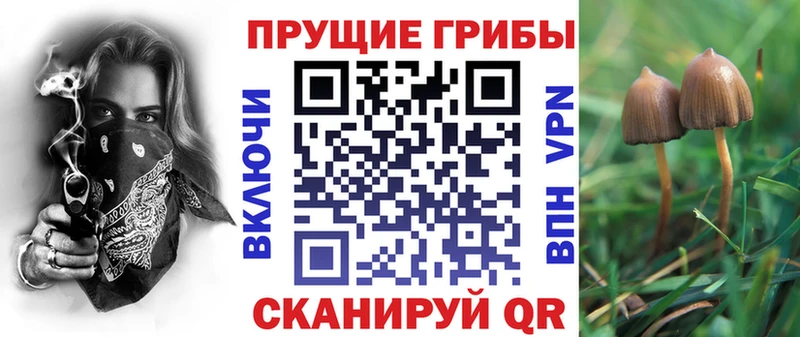 Галлюциногенные грибы Psilocybine cubensis  Электрогорск 